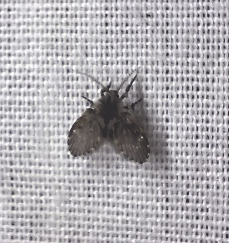 Unknown species found near Burton Heights, Grand Rapids, MI, USA