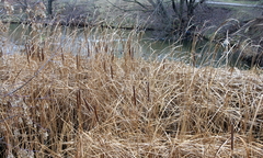 Typha angustifolia