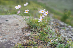 Chrysanthemum sinuatum