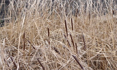 Typha angustifolia