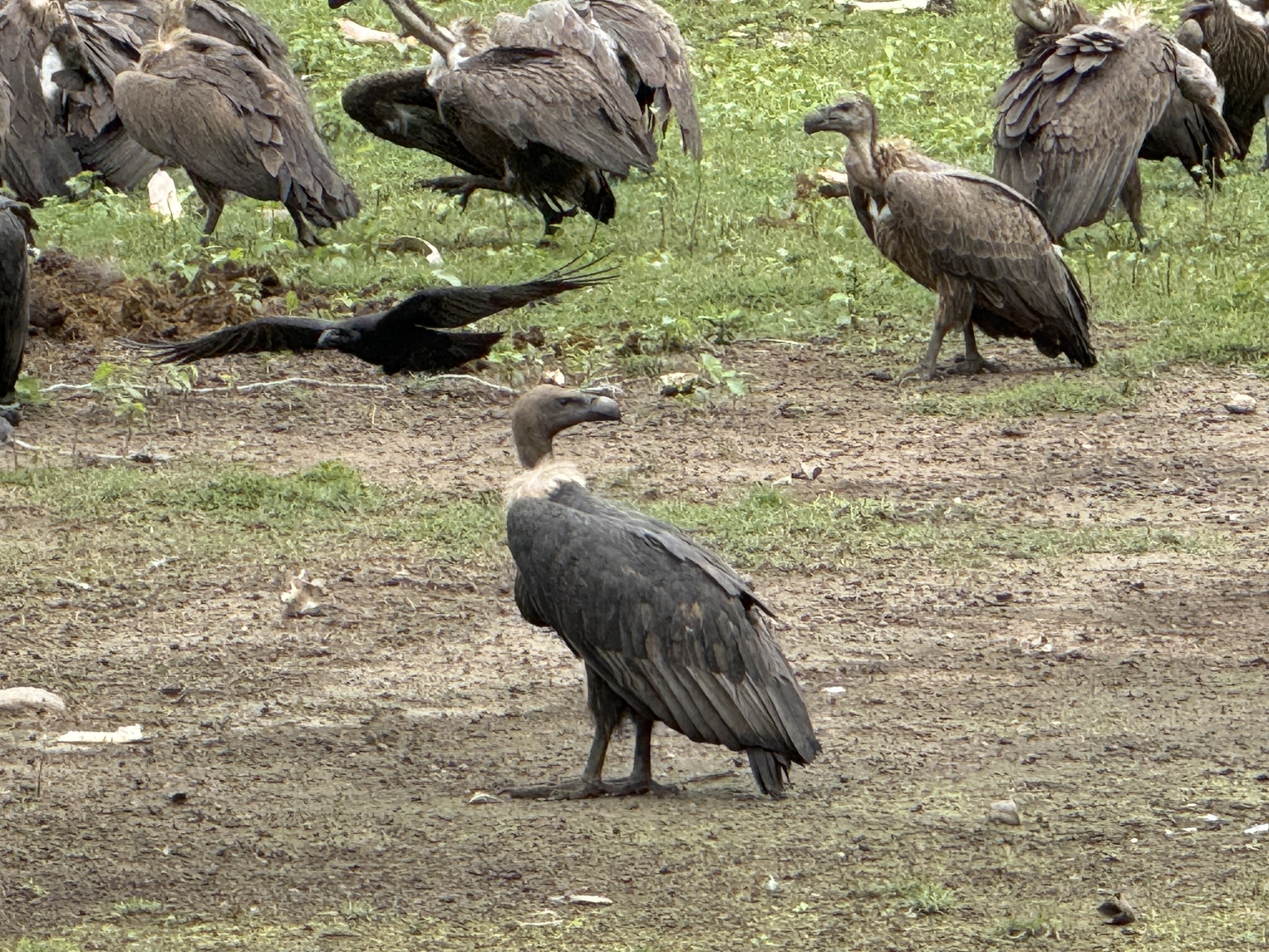 White-rumped Vulture (Gyps bengalensis), photo 10