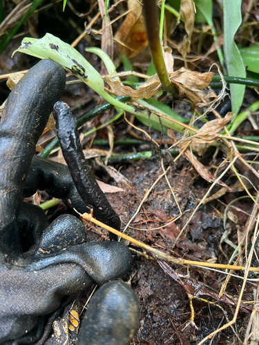 Xylaria, 2025-10-06