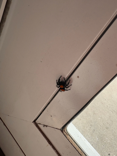 Apache Jumping Spider