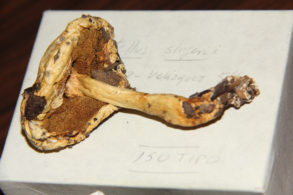 Boletellus singeri