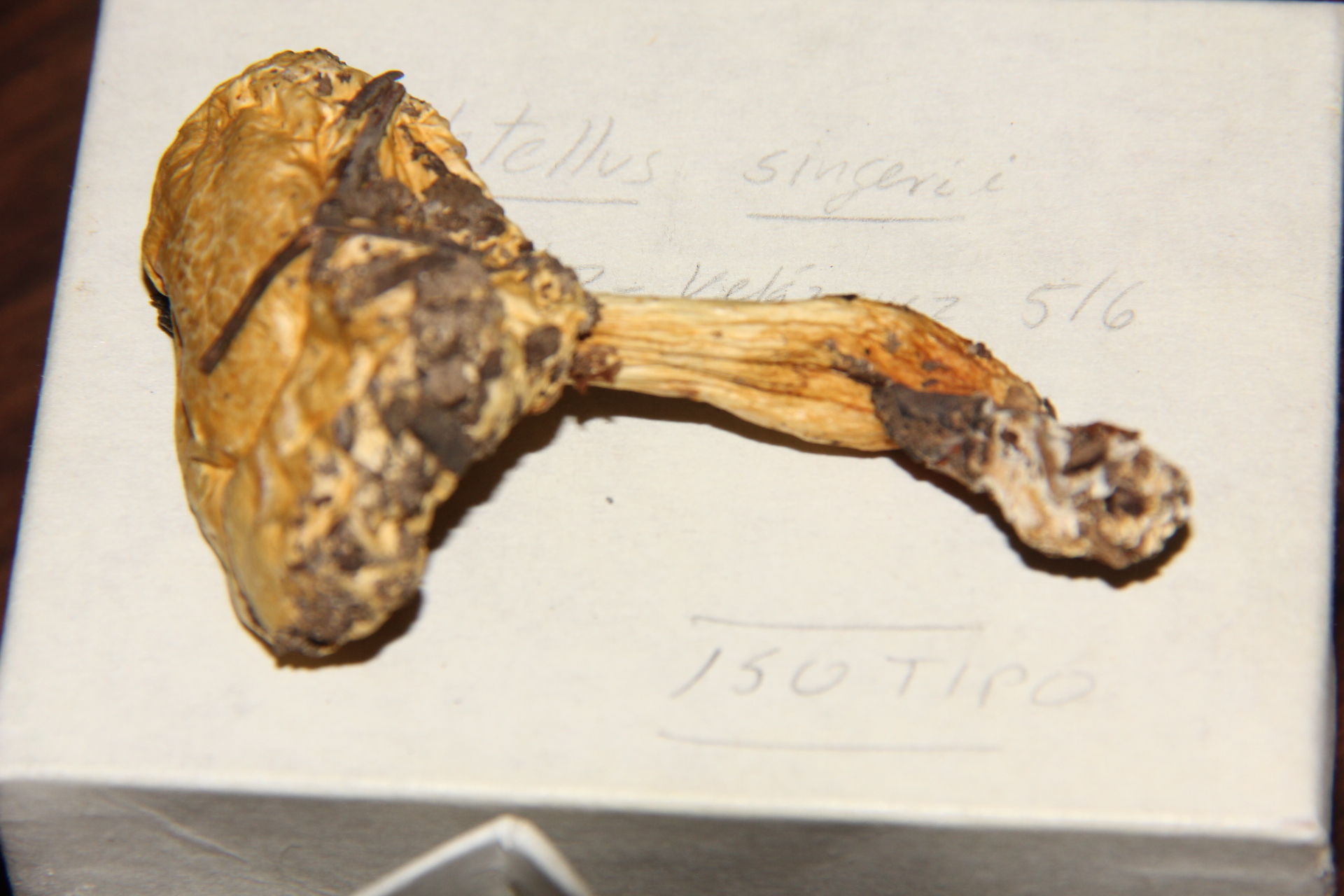Boletellus singerii image
