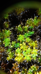 Syntrichia montana