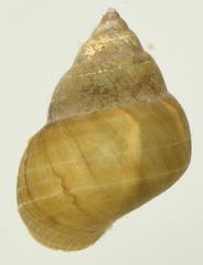 Bellamya capillata