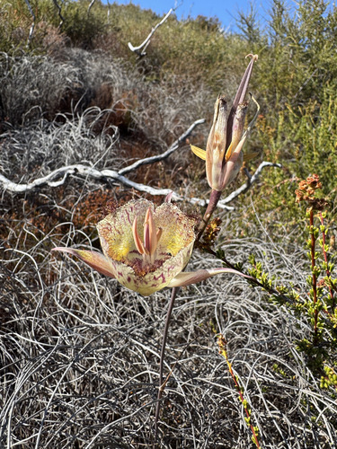 Late-blooming Mariposa Lily (Calochortus fimbriatus)