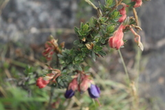 Brachyotum strigosum