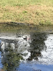 Gallinula galeata
