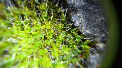 Syntrichia montana
