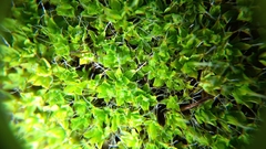 Syntrichia montana