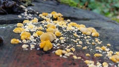 Fungi
