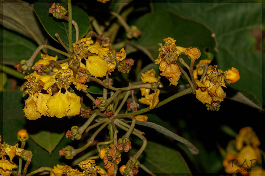 Stigmaphyllon bonariense; photograph RAP, CC BY, iNaturalist via GBIF