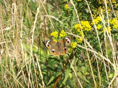 Junonia coenia coenia