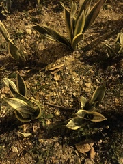 Sansevieria trifasciata