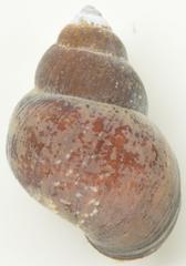 Lanistes purpureus