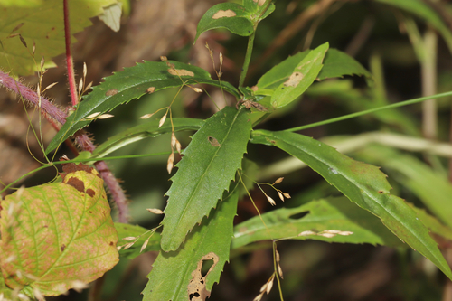 Physostegia ledinghamii, photograph 1