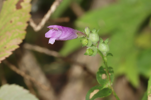 Ledingham's Physostegia (Physostegia ledinghamii)