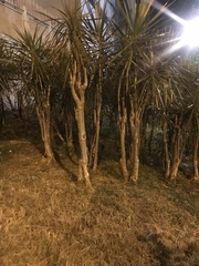 Dracaena reflexa angustifolia