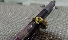 Bombus vagans bolsteri