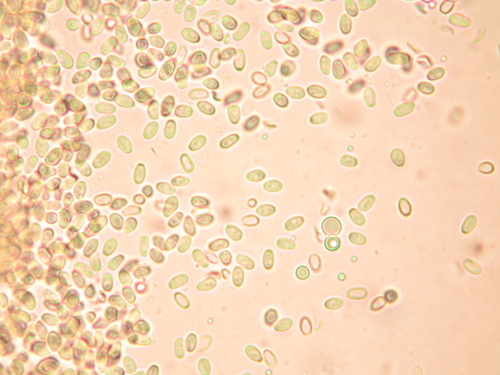 Lysurus pakistanicus image