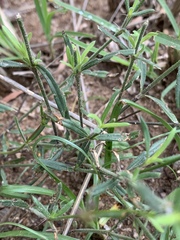 Cordylostigma virgatum