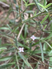 Cordylostigma virgatum