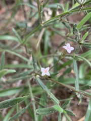 Cordylostigma virgatum