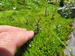 Epilobium alsinifolium