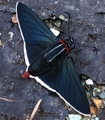 Elbella scylla