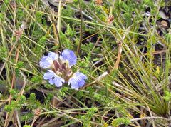 Blepharis procumbens