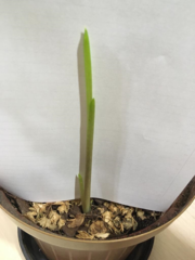 Polyscias guilfoylei