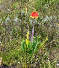 Cyrtanthus obliquus
