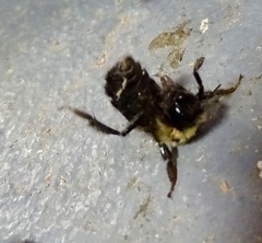 Bombus vagans bolsteri
