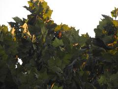 Xanthocephalus xanthocephalus