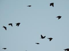 Xanthocephalus xanthocephalus