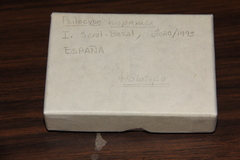 Psilocybe hispanica