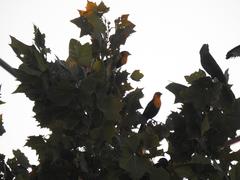 Xanthocephalus xanthocephalus