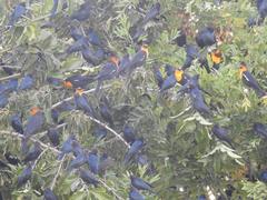 Xanthocephalus xanthocephalus