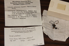 Psilocybe guilartensis