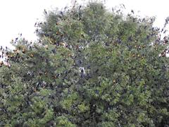 Xanthocephalus xanthocephalus