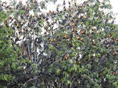 Xanthocephalus xanthocephalus