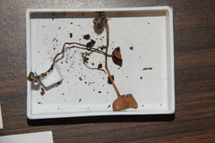 Psilocybe hopii