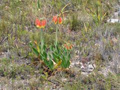 Cyrtanthus obliquus