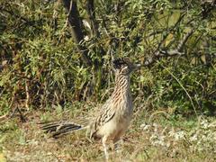 Geococcyx californianus
