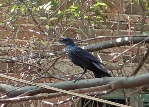 Blue Whistling-Thrush