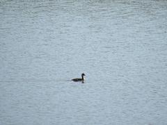 Podiceps nigricollis
