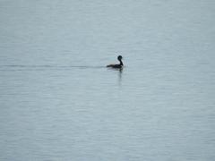Podiceps nigricollis
