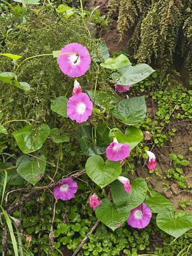 common morning-glory